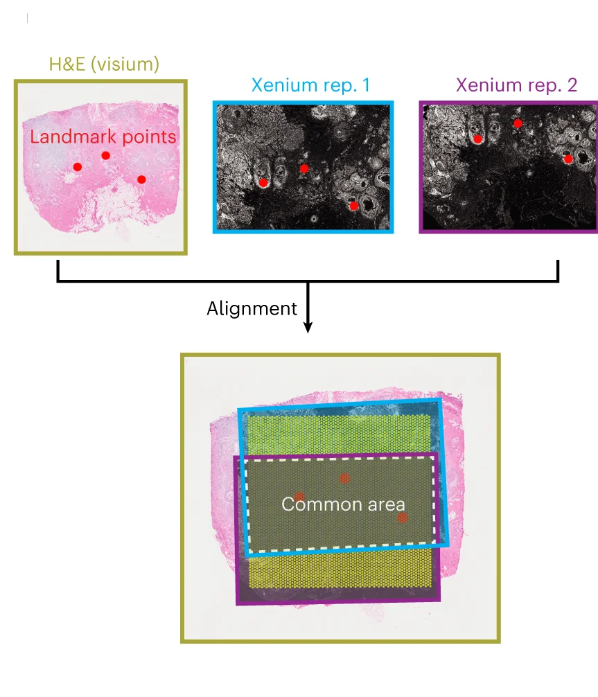 Open access visualization of Microscopy, Photo, Breast Cancer, Xenium, Visium