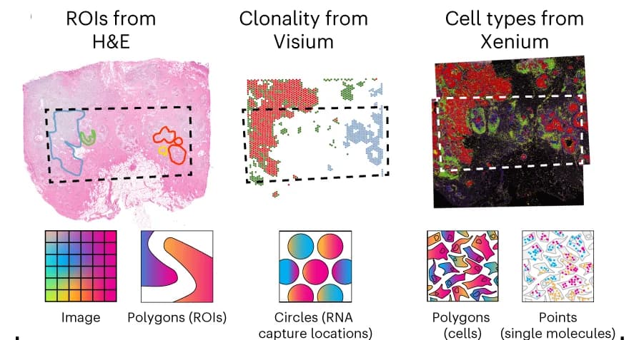 Open access visualization of Microscopy, Spatial Annotations, CCS, Histological Regions, H&E Image