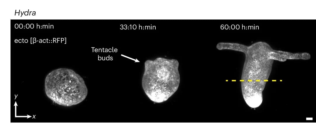Open access visualization of Microscopy, Maximum Intensity Projections, Hydra, Ectoderm-reporter, Time Points