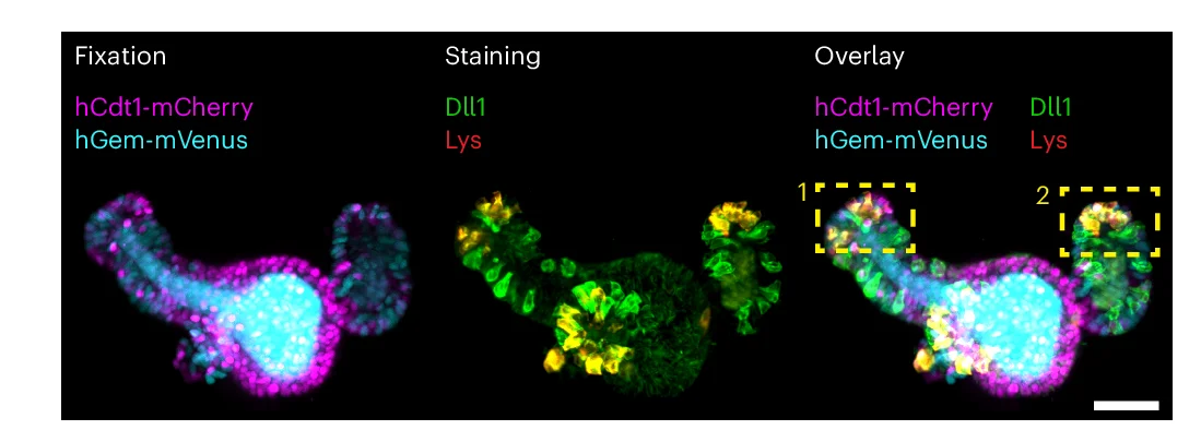 Open access visualization of Microscopy, Intestinal Organoid, hGem-mVenus, hCdt1-mCherry, Lysozyme
