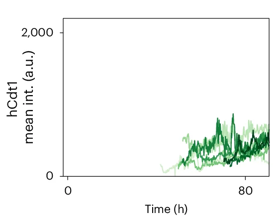 Open access visualization of Line Plot, hCdt1, Lysozyme, DLL1, Intensity Quantification