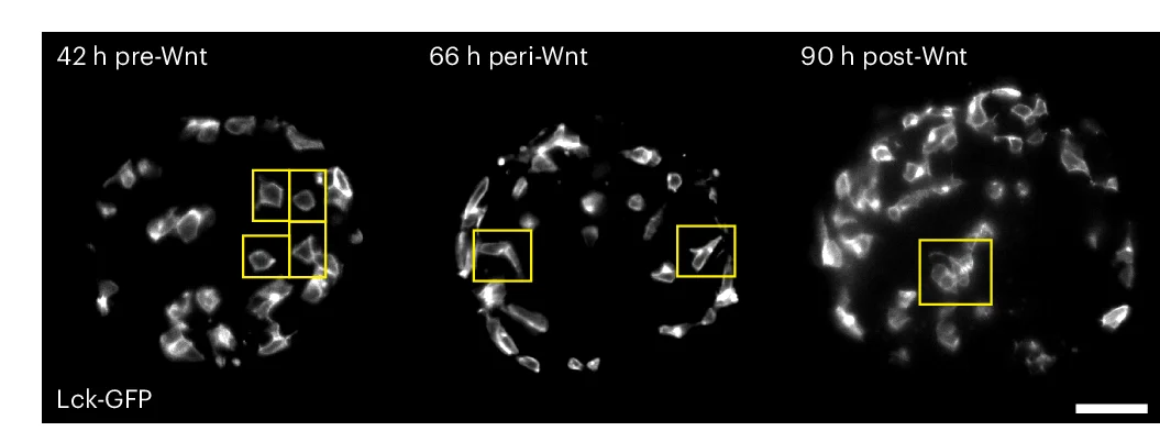 Open access visualization of Microscopy, Z Planes, Gastruloids, Lck-GFP, Time Points
