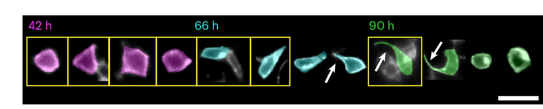 Open access visualization of Microscopy, Individual Cells, Gastruloids, Cell Protrusions