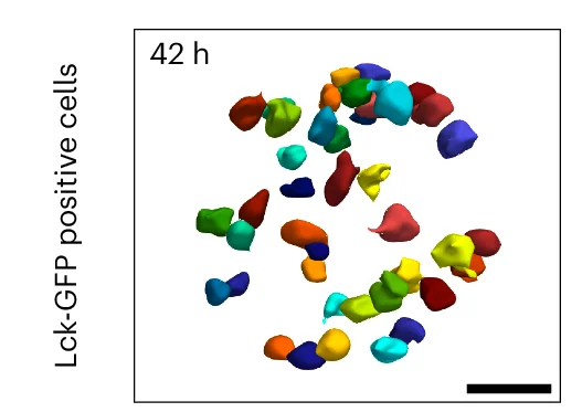 Open access visualization of 3D Plot, 3D Segmentation, Cellpose, Lck-GFP, Gastruloid