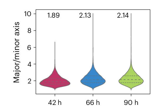 Open access visualization of Violin Plot, Major/Minor Axis Ratio, Gastruloids, Cell Shape, Time