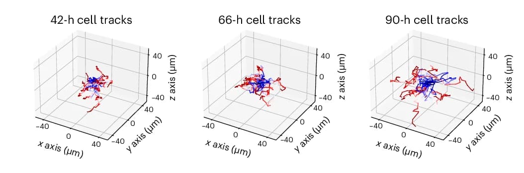 Open access visualization of 3D Plot, Cell Tracks, Individual Cells, Gastruloids, Temporal Progression