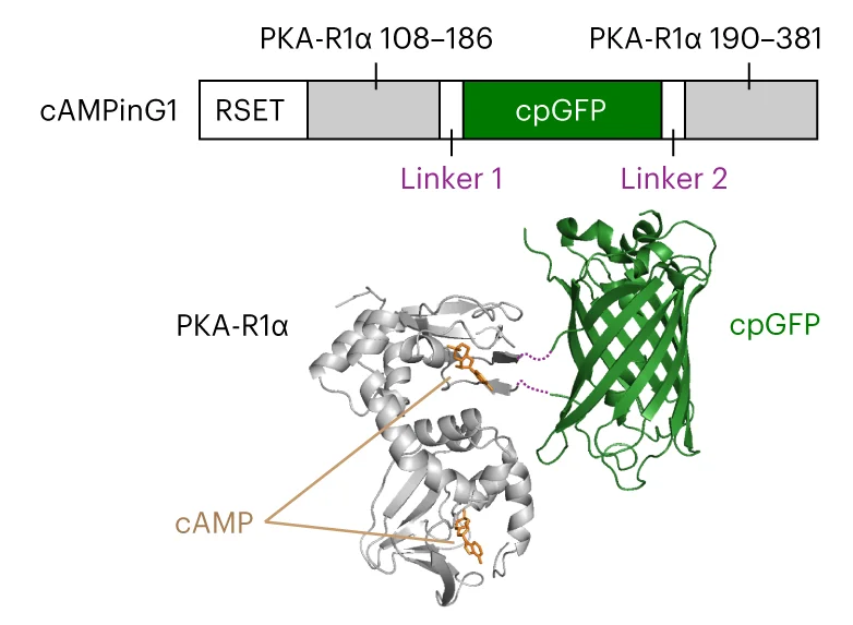Open access visualization of Workflow, Chemical Structure, cAMPinG1, Primary Structure, Tertiary Structure
