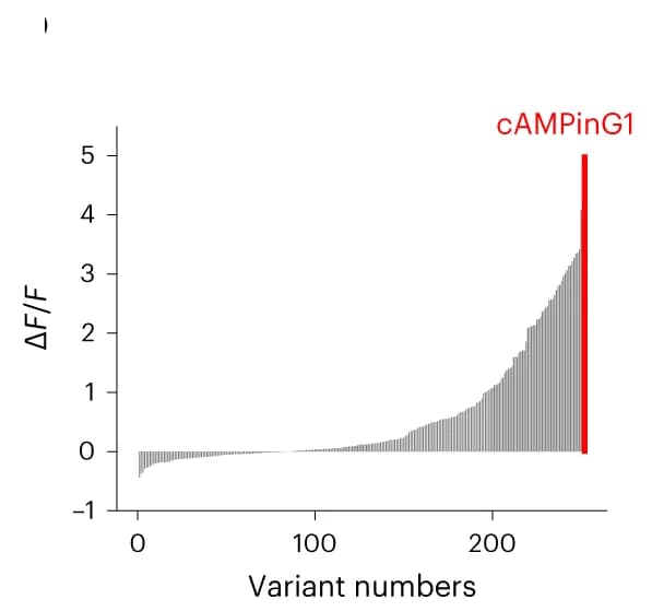 Open access visualization of Bar Plot, In Vitro Screening, cAMPinG1, Variants