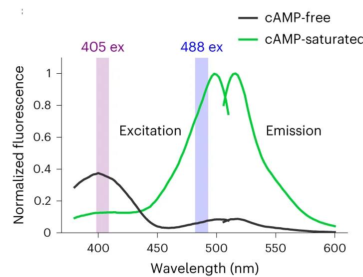 Open access visualization of Line Plot, Excitation Spectra, Emission Spectra, cAMPinG1, cAMP