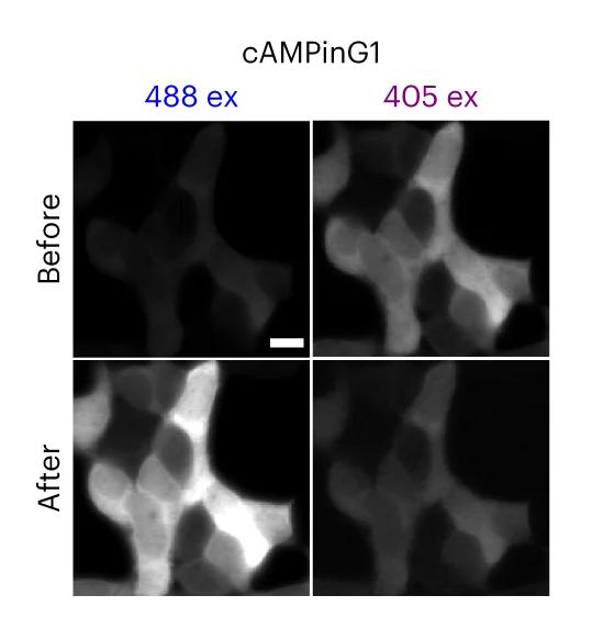Open access visualization of Microscopy, HEK293T Cells, cAMPinG1, Forskolin, Representative Images