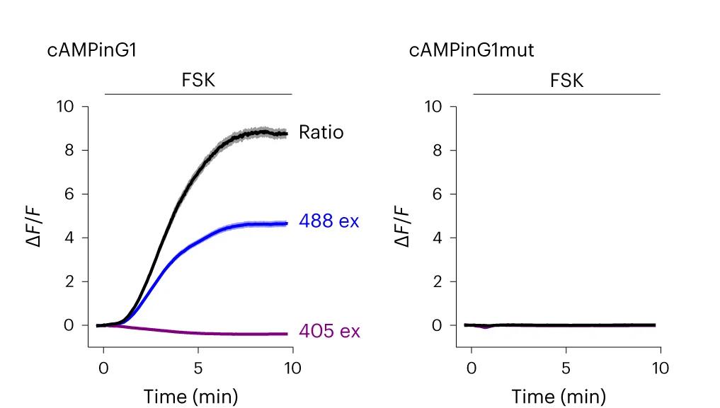 Open access visualization of Line Plot, cAMPinG1, cAMPinG1mut, Forskolin, Fluorescence
