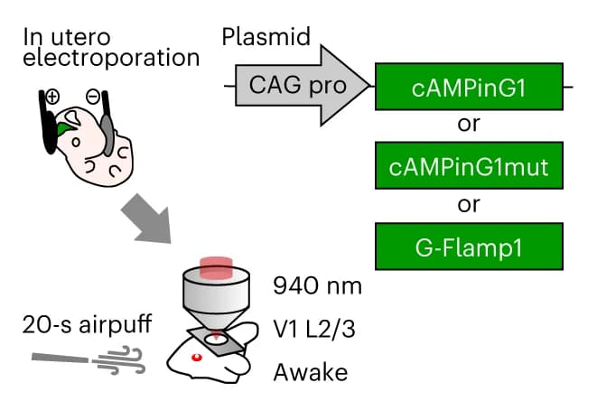 Open access visualization of Workflow, Illustration, Experimental Procedure, cAMPinG1, Somatic Imaging