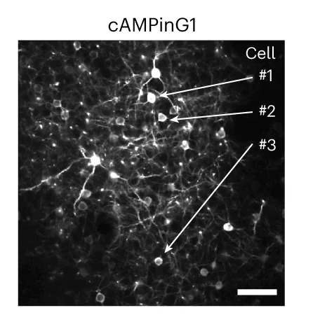 Open access visualization of Microscopy, In vivo, Two-Photon Fluorescence Image, cAMPinG1
