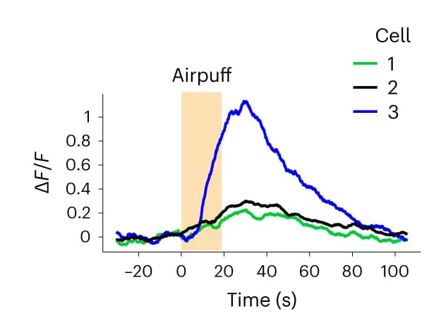 Open access visualization of Line Plot, Single-Trial, cAMP Traces, Cells, Stimulus