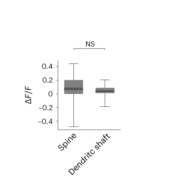 Open access visualization of Box Plot, Averaged Delta F/F, cAMPinG1, Dendritic Shafts, Spines