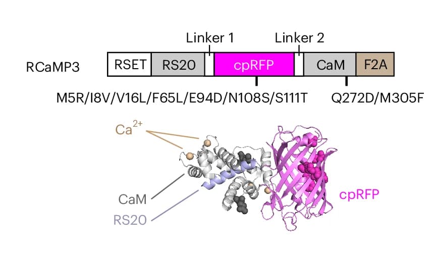 Open access visualization of Protein Structure, Illustration, Amino Acids, Mutation