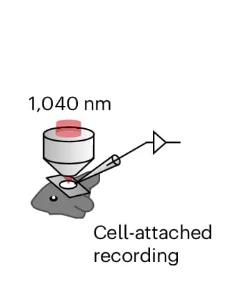 Open access visualization of Illustration, Workflow, Calcium Imaging, Cell-Attached Recording, In Vivo