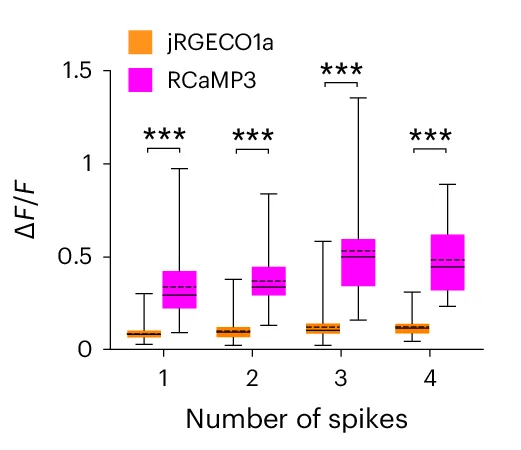 Open access visualization of Box Plot, Calcium Sensor, Action Potentials, Fluorescence, Statistics