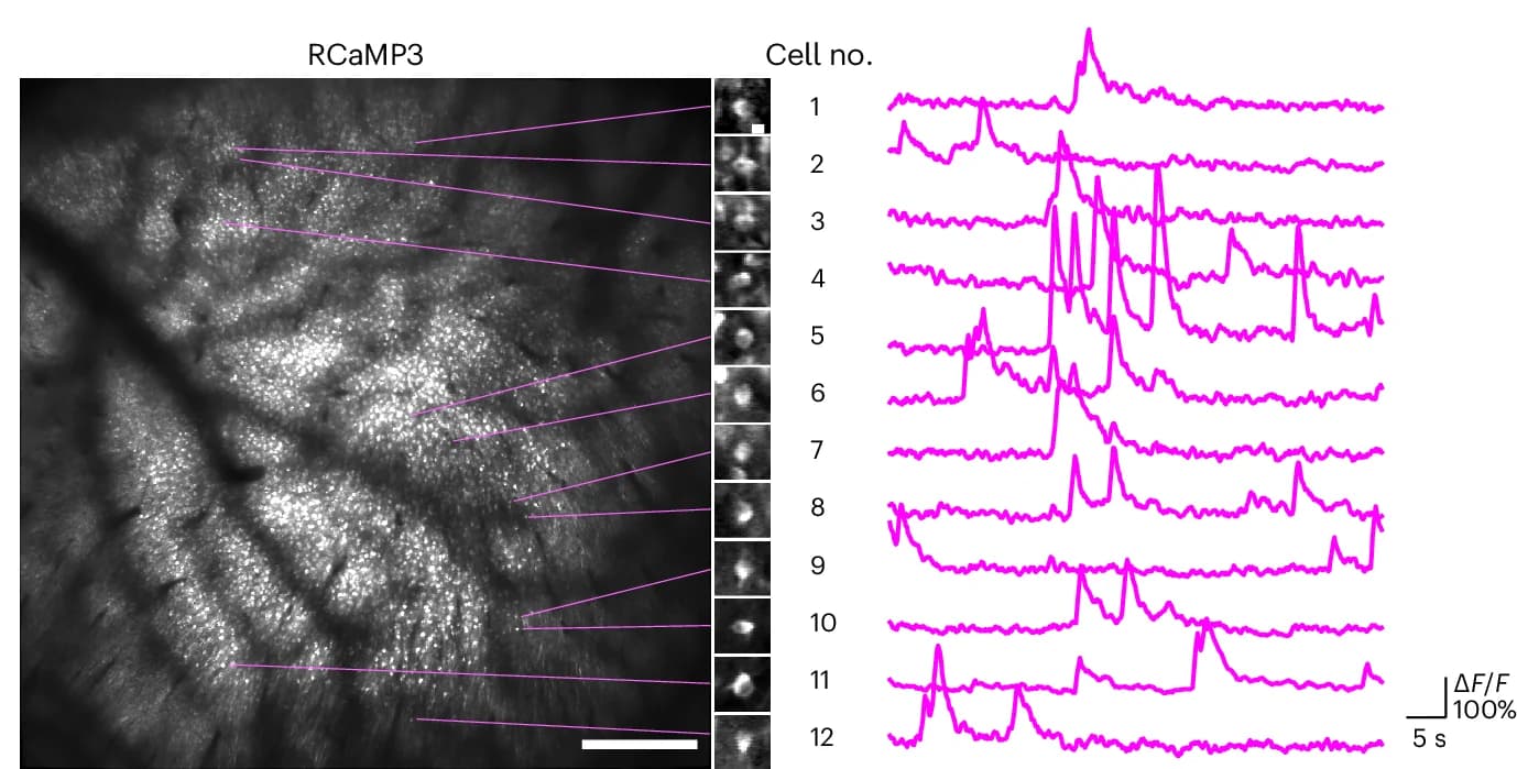 Open access visualization of Microscopy, Line Plot, Calcium Imaging, Neurons, Statistics