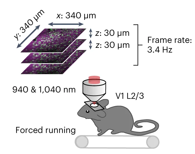 Open access visualization of Workflow, Illustration, Experimental Procedure, Excitation, Dual-color Imaging