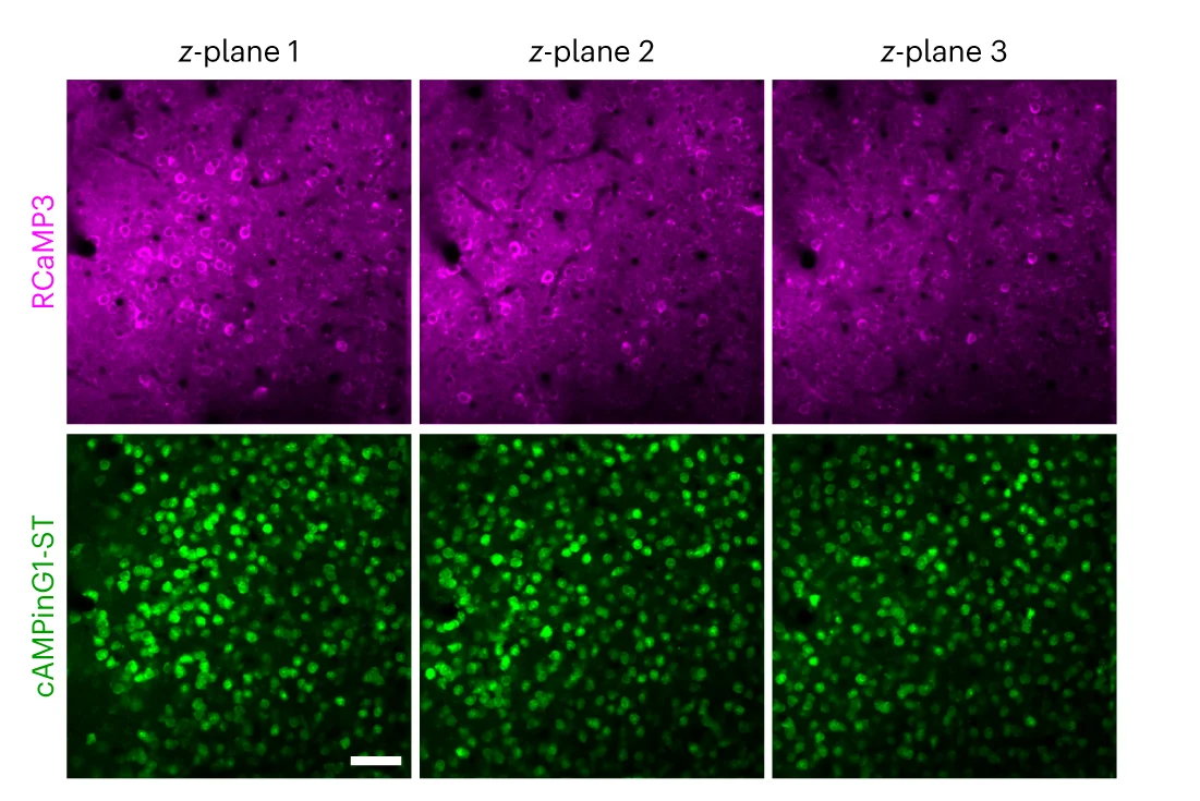 Open access visualization of Microscopy, RCaMP3, cAMPinG1-ST, Images