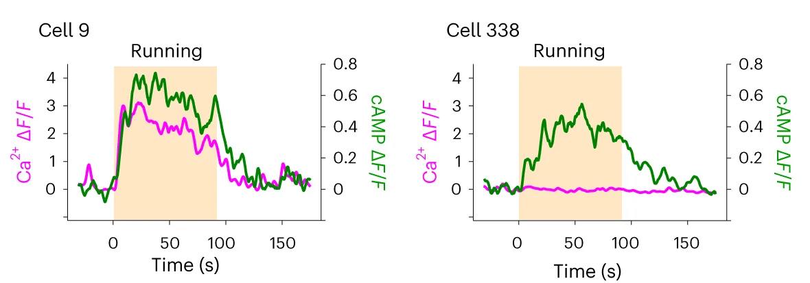 Open access visualization of Line Plot, Single-Trial Traces, RCaMP3, cAMPinG1-ST, Representative Cells