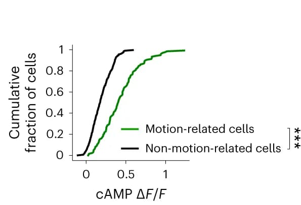 Open access visualization of Line Plot, Density Plot, Cumulative Plot, cAMP Δ F/F, Motion-Related Cells