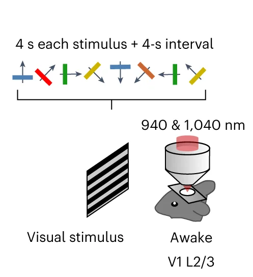 Open access visualization of Workflow, Illustration, Experimental Procedure, Moving Gratings, Calcium Transients