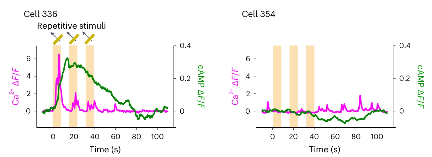 Open access visualization of Line Plot, Single Trial Traces, RCaMP3, cAMPinG1-ST, Representative Cells