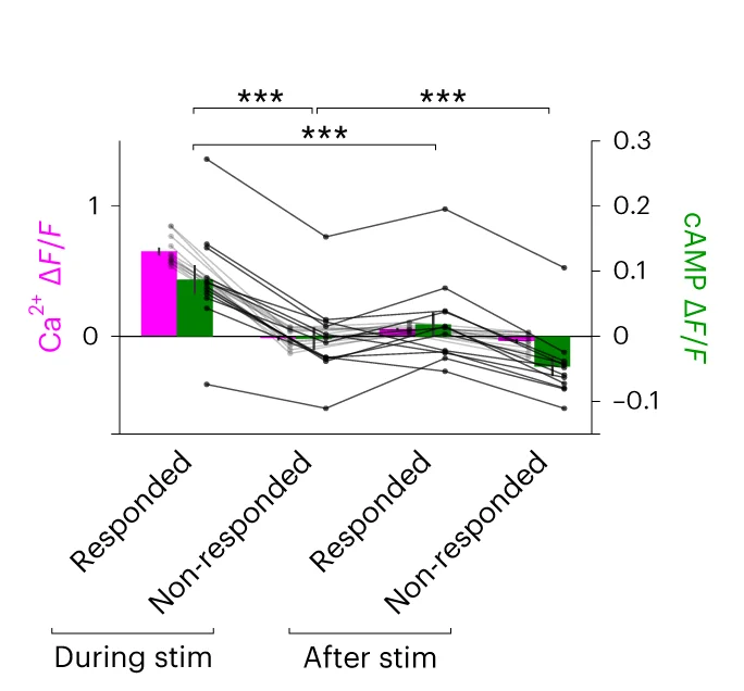 Open access visualization of Line Plot, Bar Plot, Error Bars, RCaMP3, cAMPinG1-ST