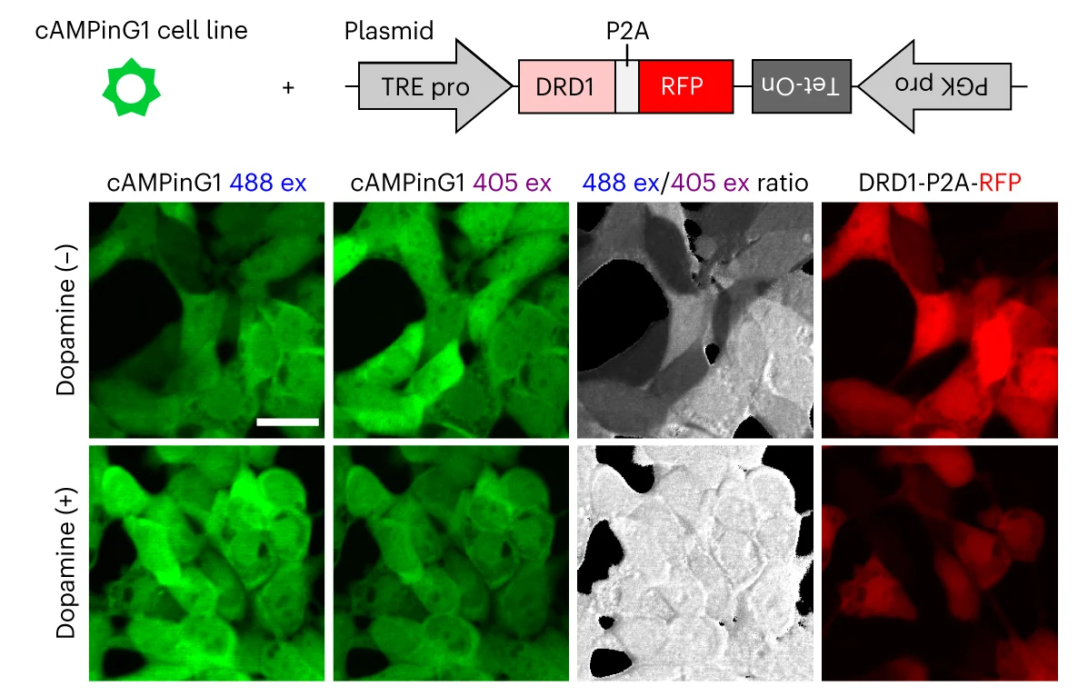 Open access visualization of Microscopy, Illustration, Expression System, cAMPinG1 Stable Cell Line, DRD1-P2A-RFP