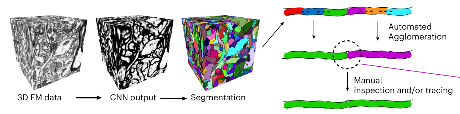 Open access visualization of Workflow, Illustration, 3D Plot, Microscopy, Connectomic Analyses