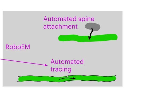 Open access visualization of Illustration, Workflow, RoboEM, Human Inspection, Automated Connection