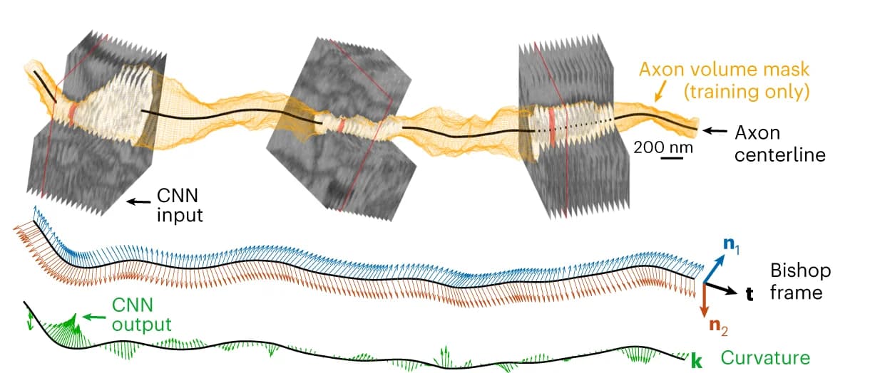 Open access visualization of Line Plot, Microscopy, RoboEM, Volumetric EM Data, Steering Vector