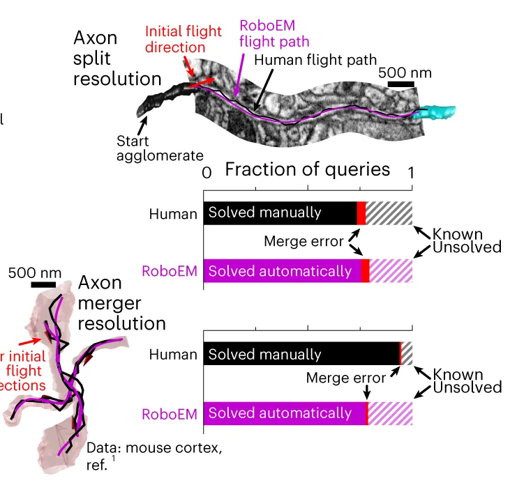 Open access visualization of Bar Plot, RoboEM, Human Annotators, Axon Ending, Chiasma Queries