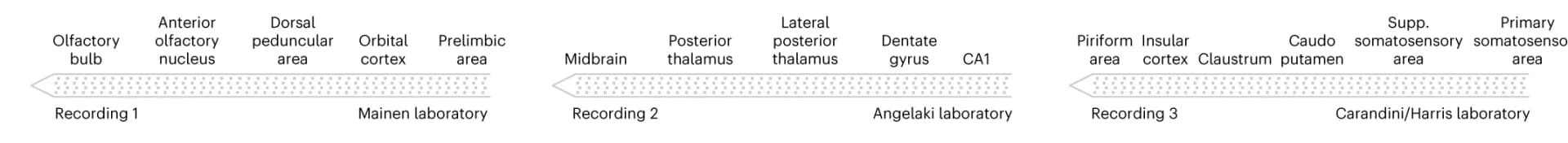 Open access visualization of Workflow, Illustration, IBL, Low-drift recordings, Brain areas