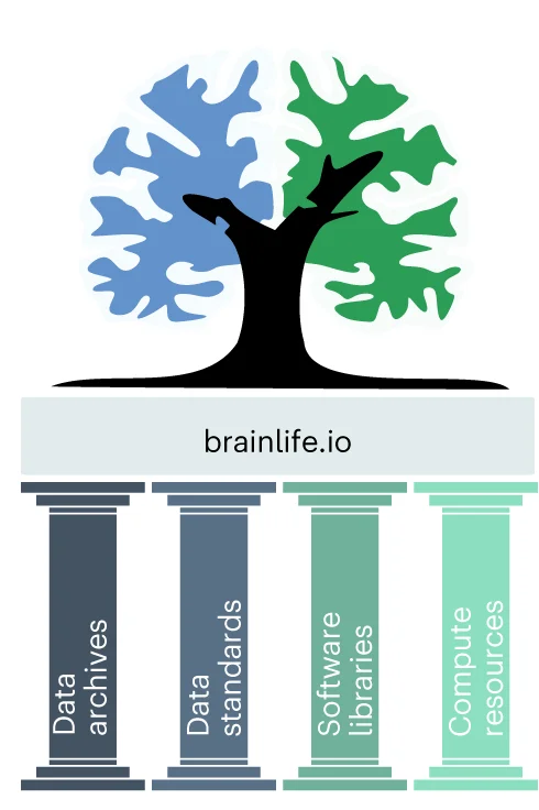 Open access visualization of Illustration, brainlife.io, Open Science, Data Archives, Standards