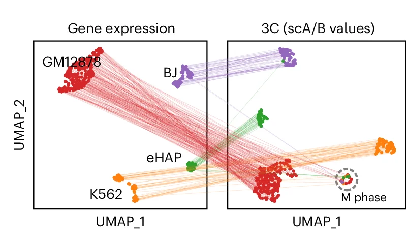 Open access visualization of UMAP, Scatter Plot, Cell Lines, Gene Expression, A/B Compartments