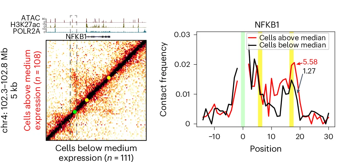 Open access visualization of Heatmap, Line Plot, Contact Matrices, Hi-C, NFKB1