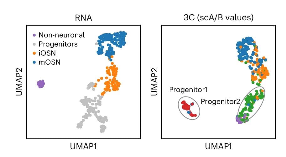Open access visualization of UMAP, Scatter Plot, UMAP Visualization, Single Cells, Gene Expression