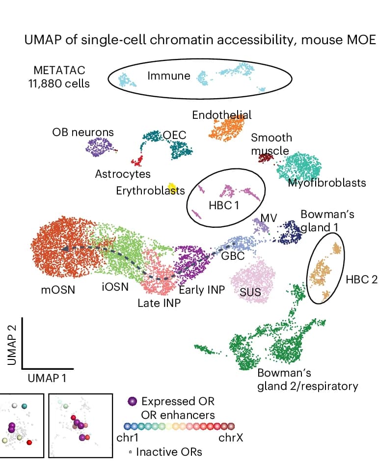 Open access visualization of UMAP, Scatter Plot, Single-cell, Chromatin Accessibility Atlas, Developing MOE