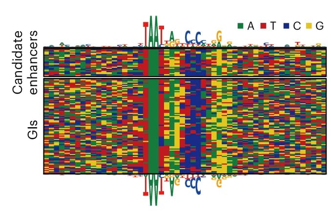Open access visualization of Heatmap, Alignment, Composite Motif Sequences, Candidate Enhancers, Known Enhancers