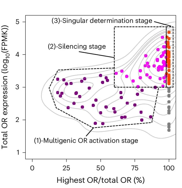 Open access visualization of Scatter Plot, Density Plot, Cells, OR Expression, OSNs