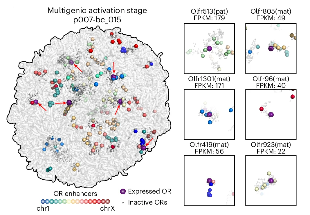 Open access visualization of Scatter Plot, 3D Positioning, ORs, Enhancers, Cell