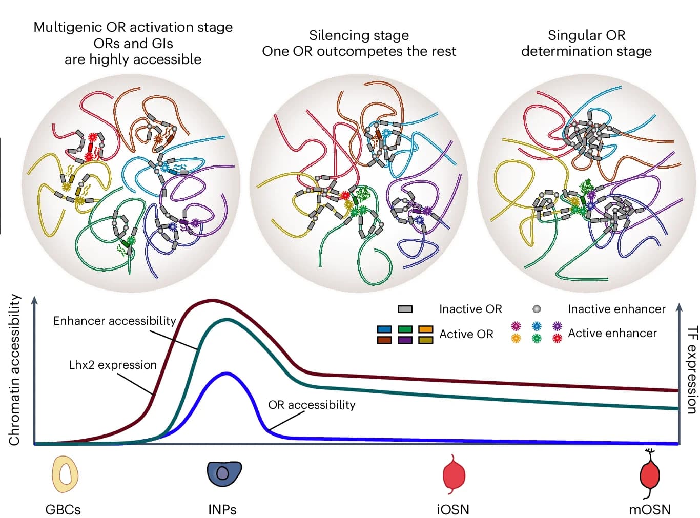 Open access visualization of Line Plot, Illustration, OR Gene, OR Enhancers, Lhx2