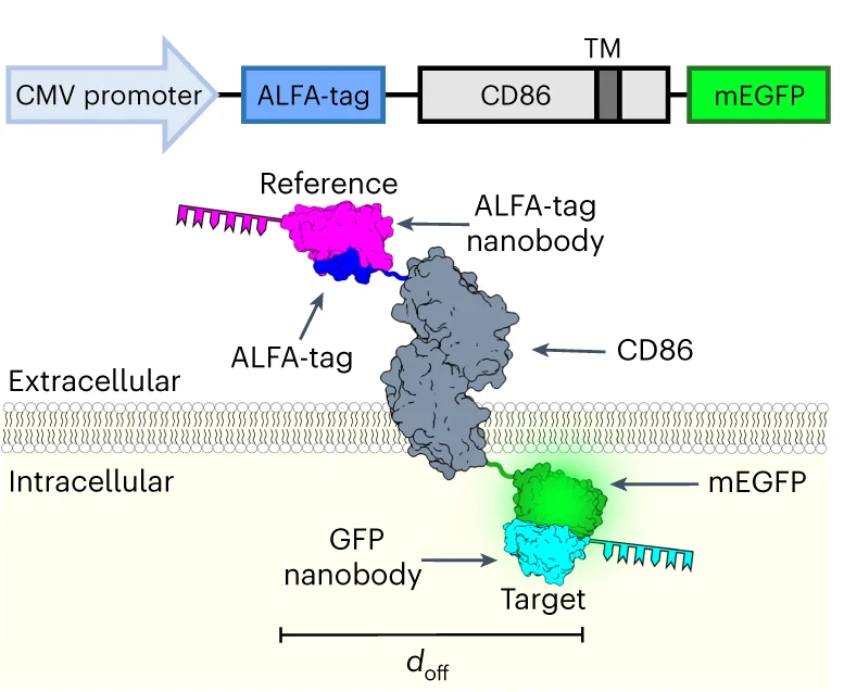 Open access visualization of Illustration, Workflow, ALFA-tag, CD86, GFP-1H1 nanobody