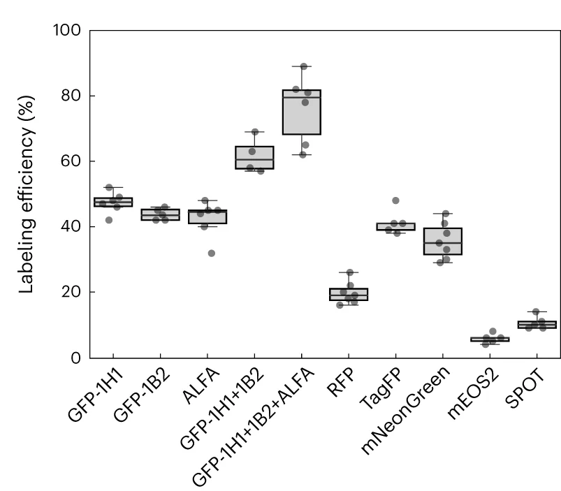 Open access visualization of Box Plot, Scatter Plot, Quantitative analysis, Nanobodies, GFP-1H1