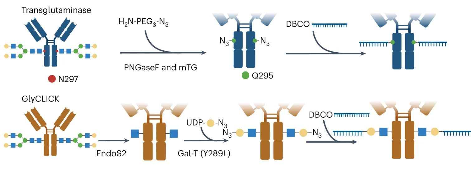 Open access visualization of Workflow, Illustration, Antibody, DNA Conjugation, PNGase
