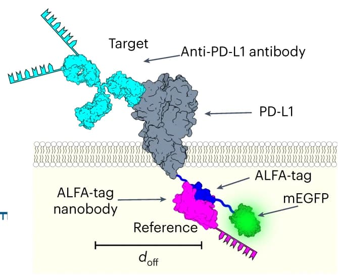 Open access visualization of Illustration, Labeling Efficiency, Anti-PD-L1 Antibody, ALFA-tag, mEGFP