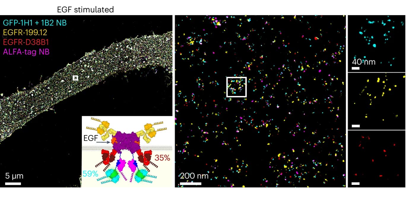 Open access visualization of Microscopy, Illustration, Four-Plex DNA-PAINT, EGF, EGFR